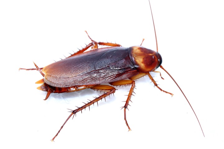 cockroach control worcester